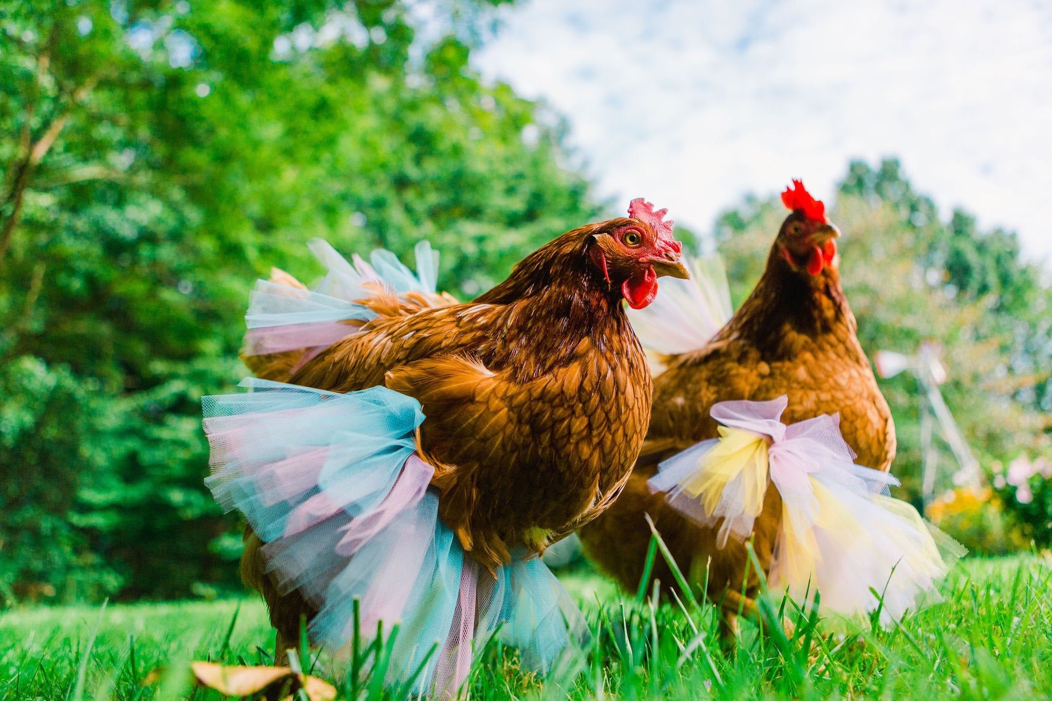 chickens in skirts