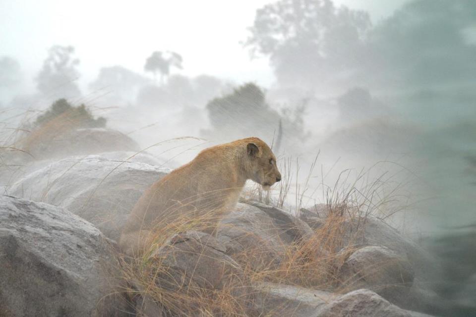 dawna bryant recommends Lioness In The Rain Tumblr