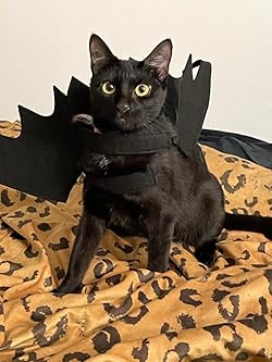 aurelia liu add photo dragon costume for cat