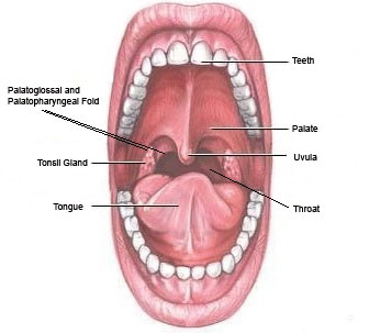 brandon catlin add photo how to deep throat without gaging