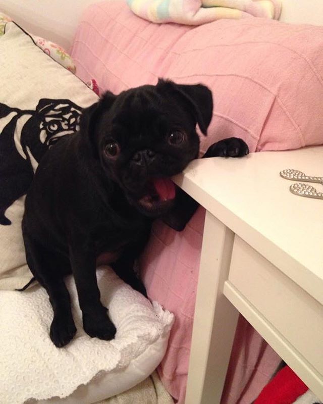 benjamin michie recommends are black pugs naughtier pic