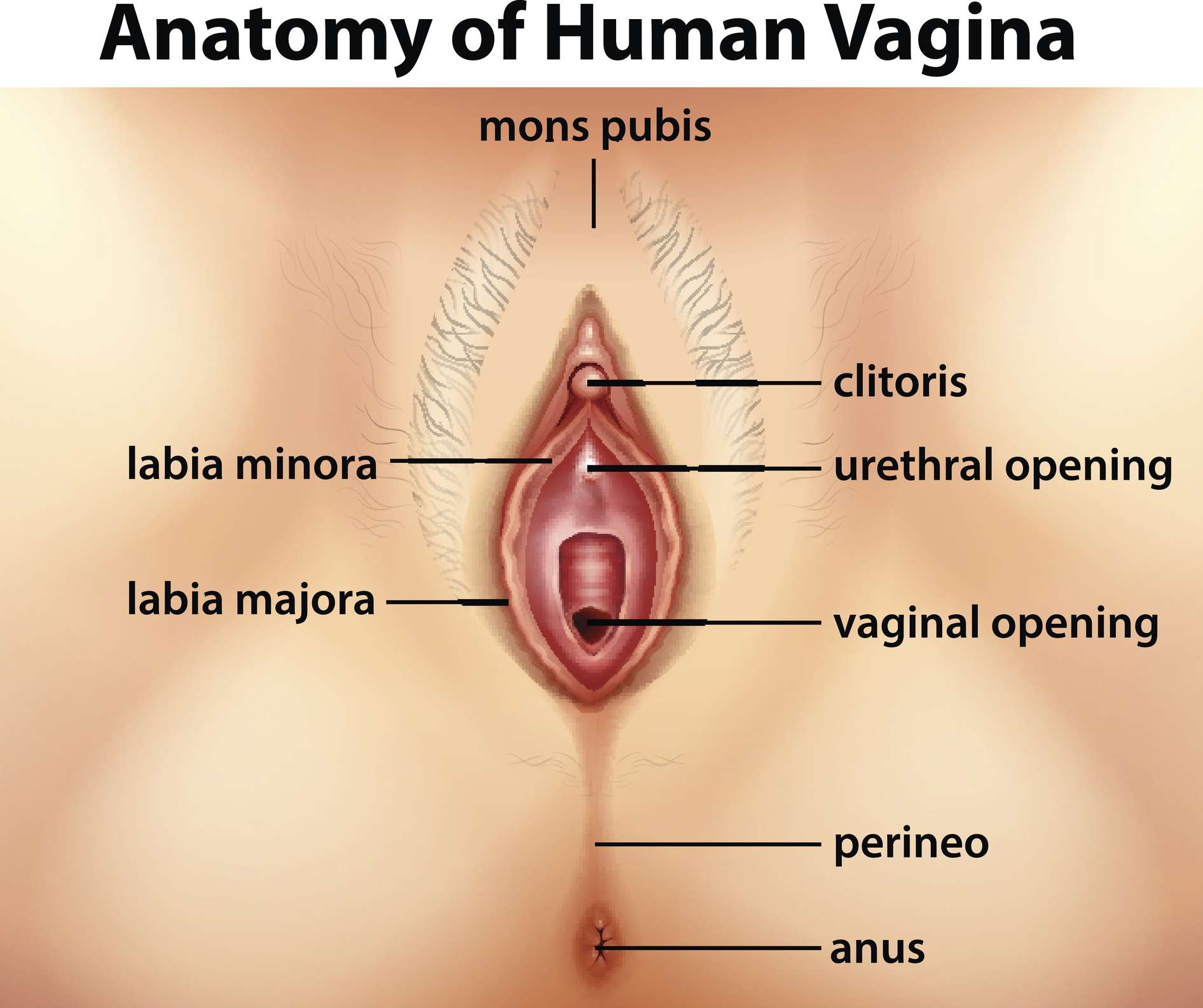 david andro add woman vagina pics photo