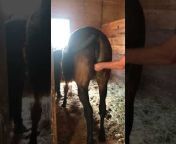 Fucking Mare Pussy cindy hope