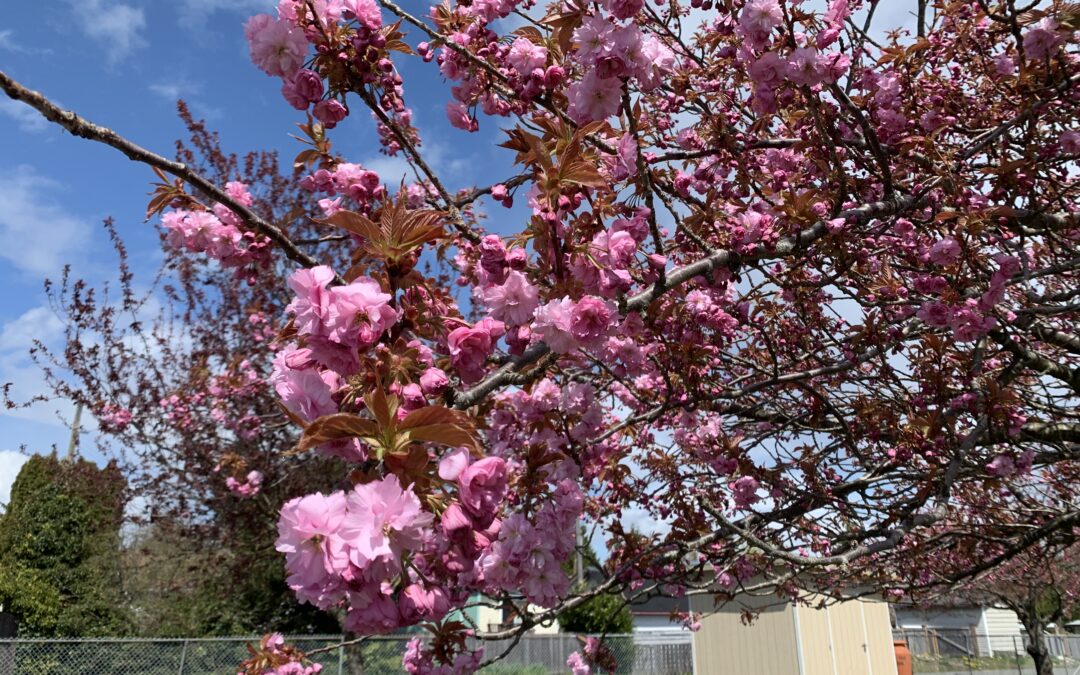 audra justice recommends Ms Cherry Blossoms Pictures