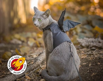 beverley wray share dragon costume for cat photos