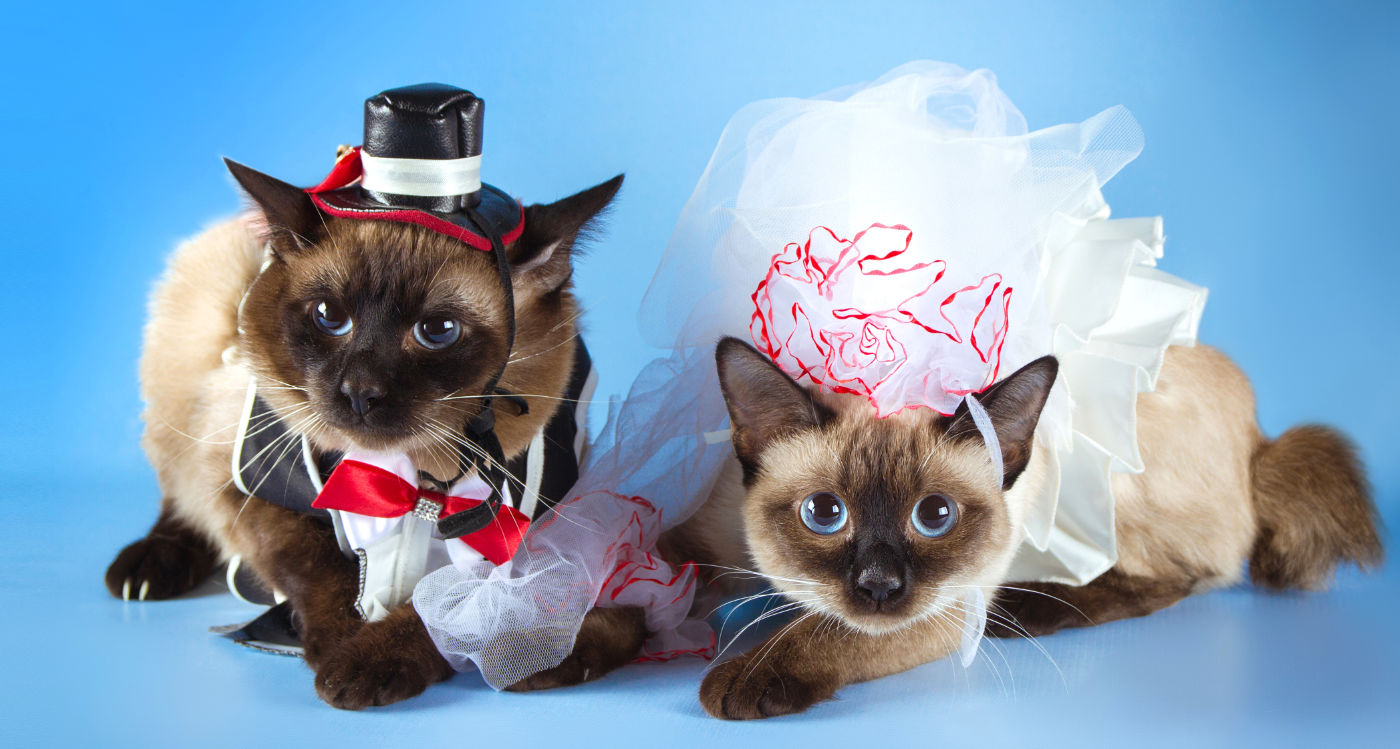 comte de lautreamont share pictures of kittens in costumes photos