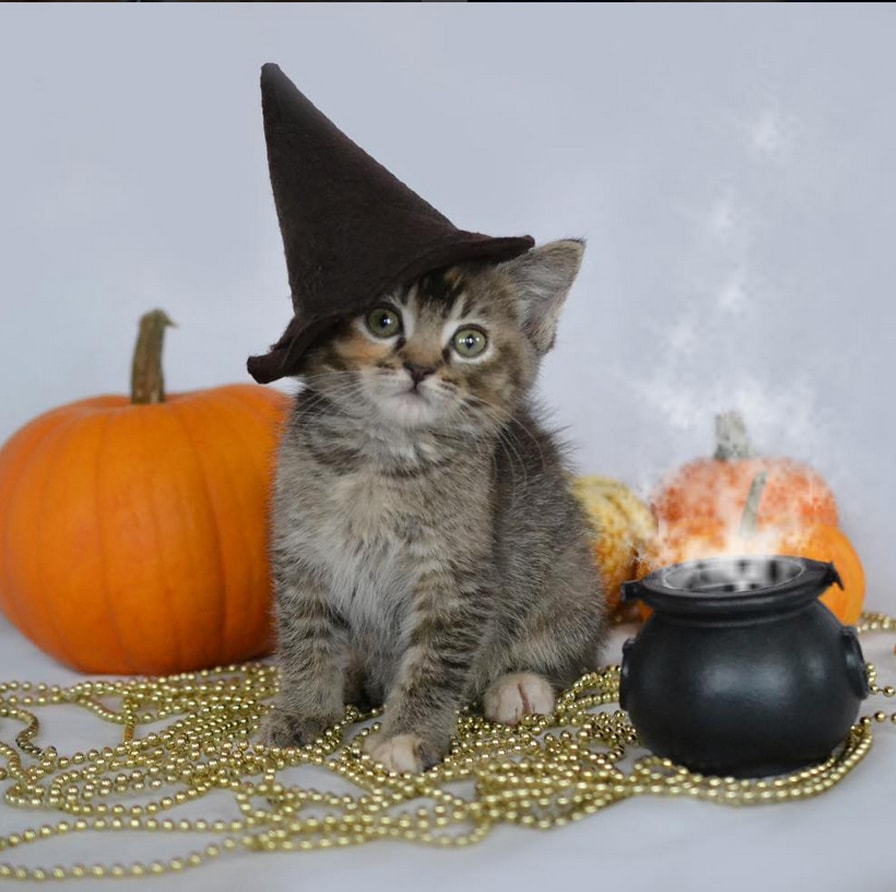 danny petersen recommends pictures of kittens in costumes pic