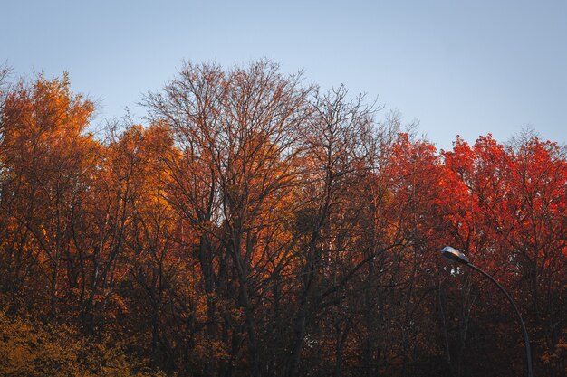 beshoy bosha recommends Autumn Falls Naked