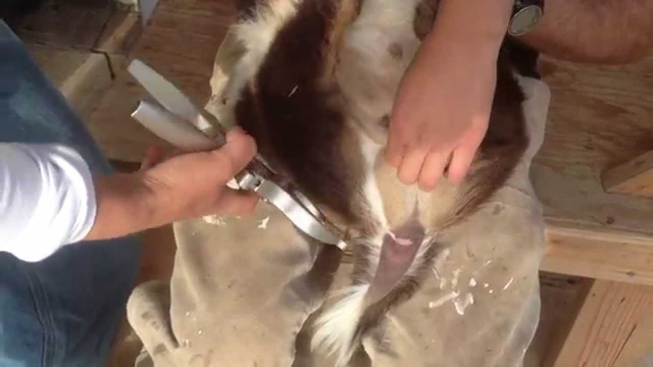 Best of Human burdizzo castration video