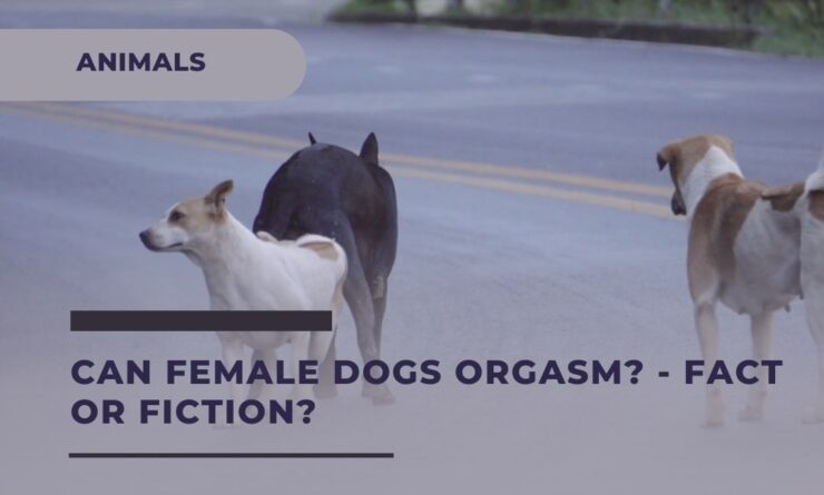 Best of Women mating with dogs