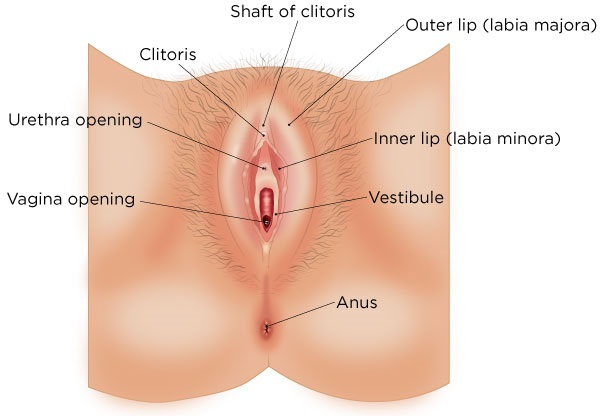 chris forex recommends woman vagina pics pic