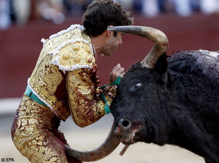 chamila chandani recommends bull fights gone bad pic