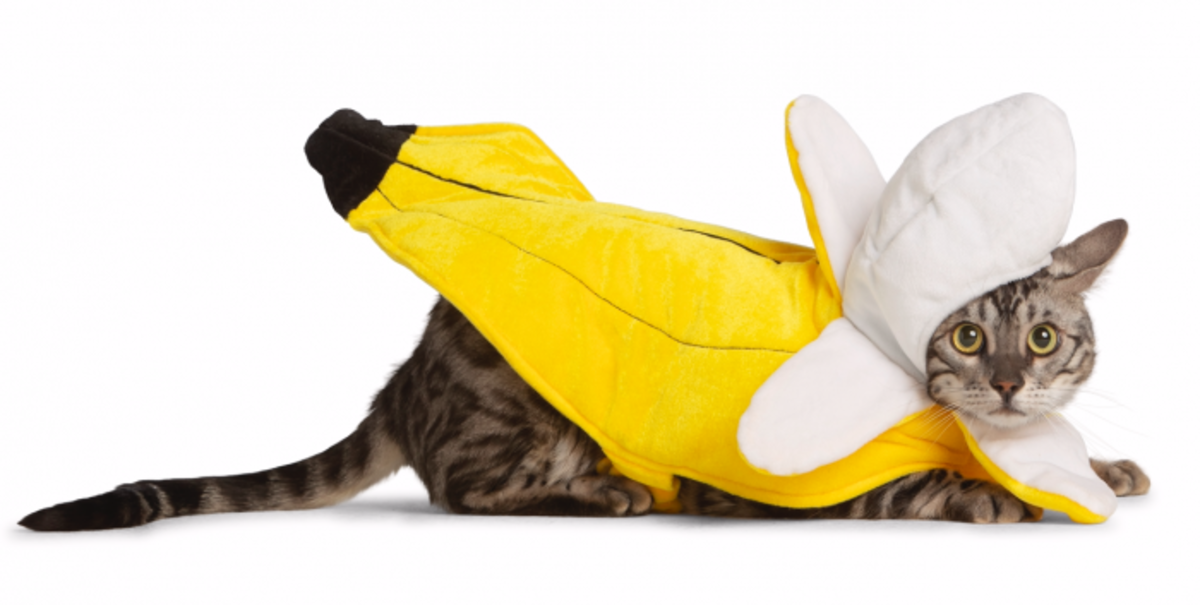 derrick mayers recommends pictures of kittens in costumes pic