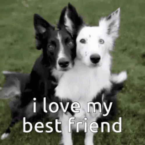 colleen theobald recommends I Love My Best Friend Gif