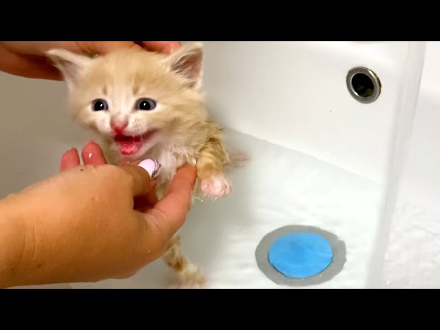 brianne boettcher add photo caramel kitten youtube