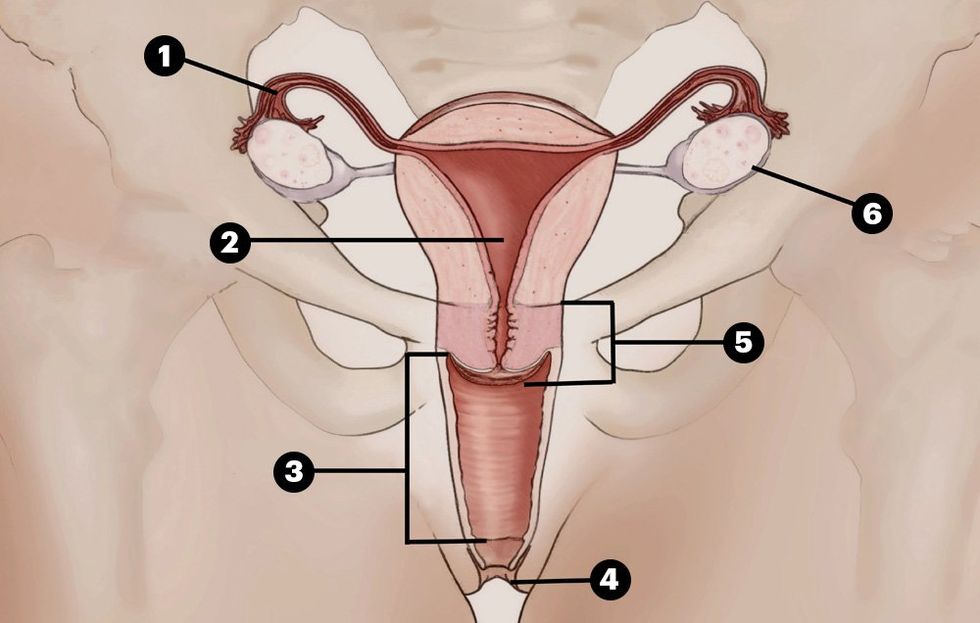 cheong recommends human head in vagina pic