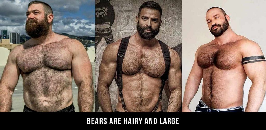 arleen jones recommends hairy muscle bears pic