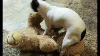 christopher anthony rodriguez share humping my teddy bear photos