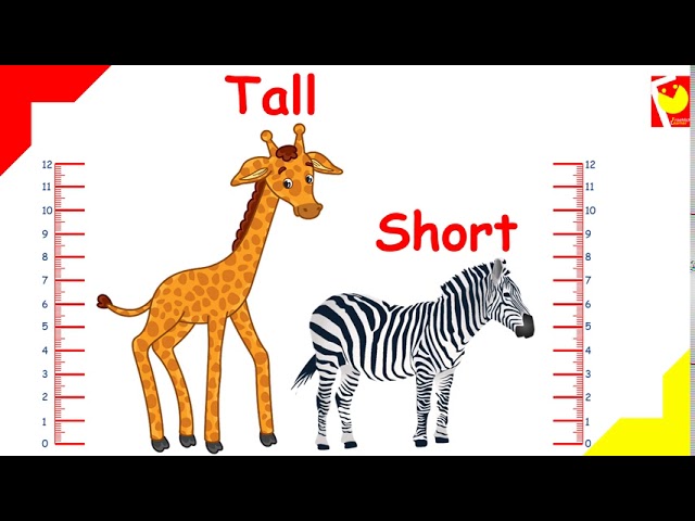 picture of tall and short