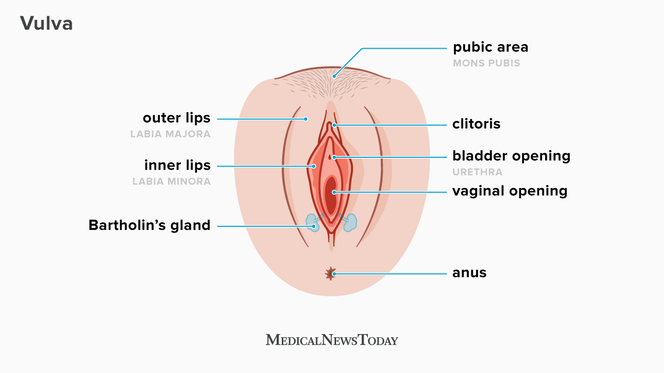 Woman Vagina Pics sexiest breasts