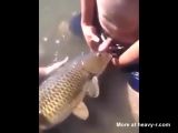 bill sommers recommends guy fucking a fish pic