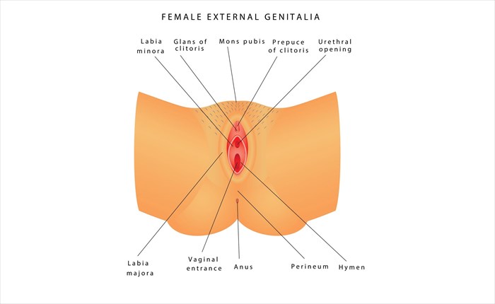 Best of Woman vagina picture