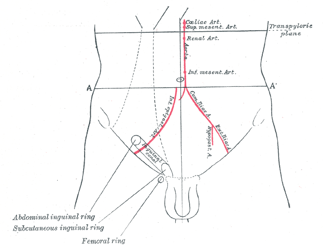 brandy rickabaugh share inguinal canal tucking photos