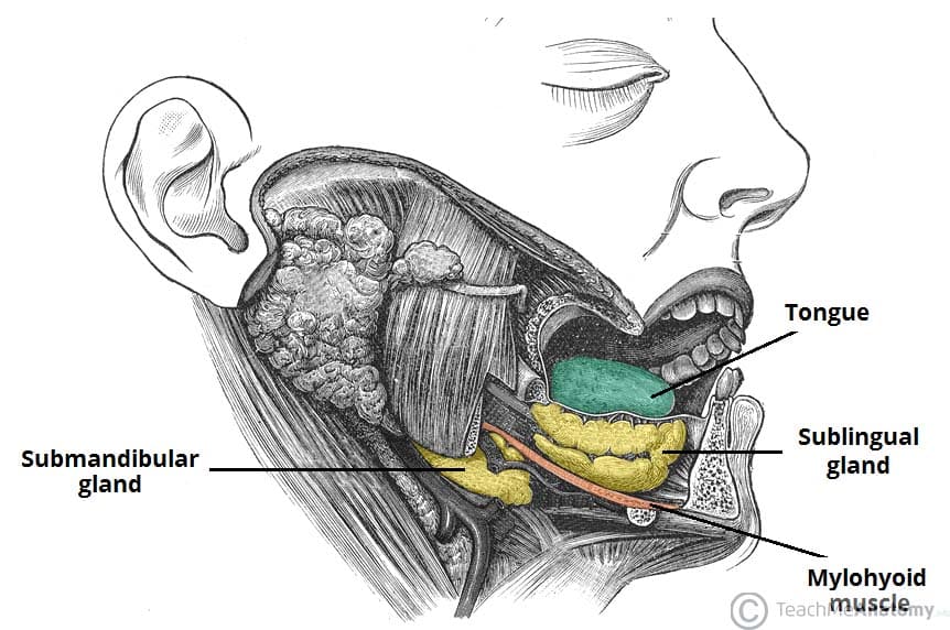 bob brinton recommends What Is An Oral Bottom