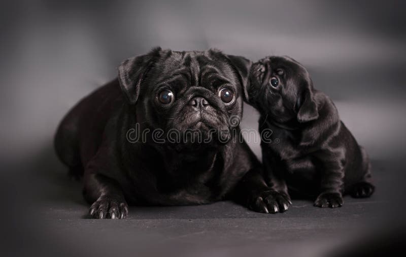 alexander oleinikov recommends are black pugs naughtier pic