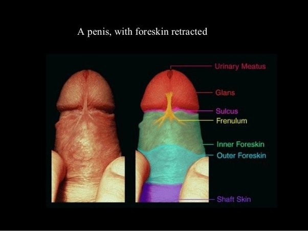 Best of How to masturbate uncircumcised