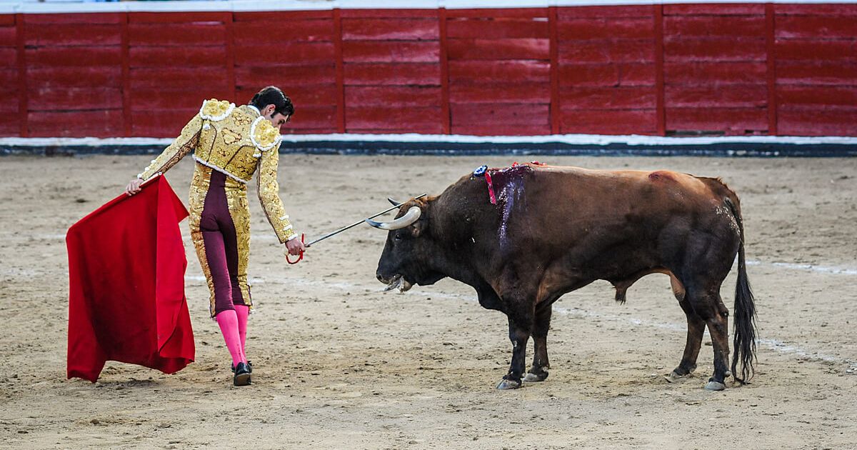 christian busuttil share bull fights gone bad photos