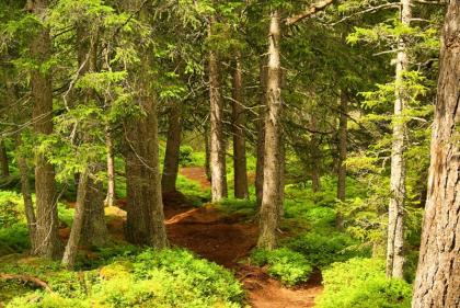 dharmraj yadav recommends Pillados En El Bosque