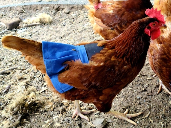 anna belaya recommends Chickens In Skirts
