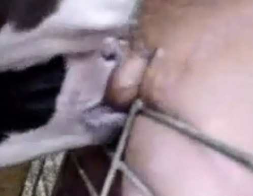 calf suck cock