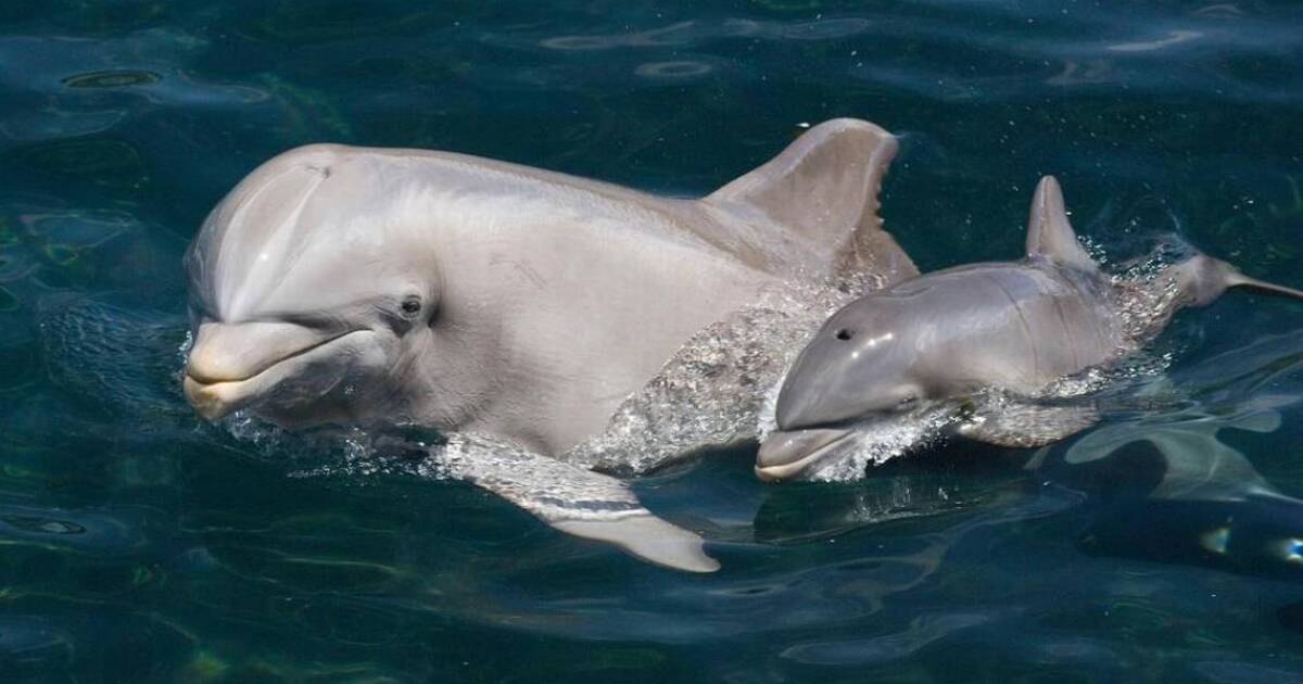 clarissa renata share man jerks off dolphin photos