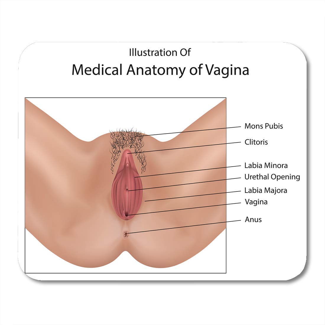ali bruce recommends woman vagina pics pic