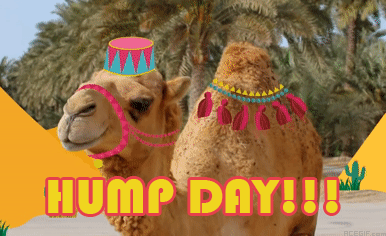 connie vasseur recommends sexy hump day gif pic