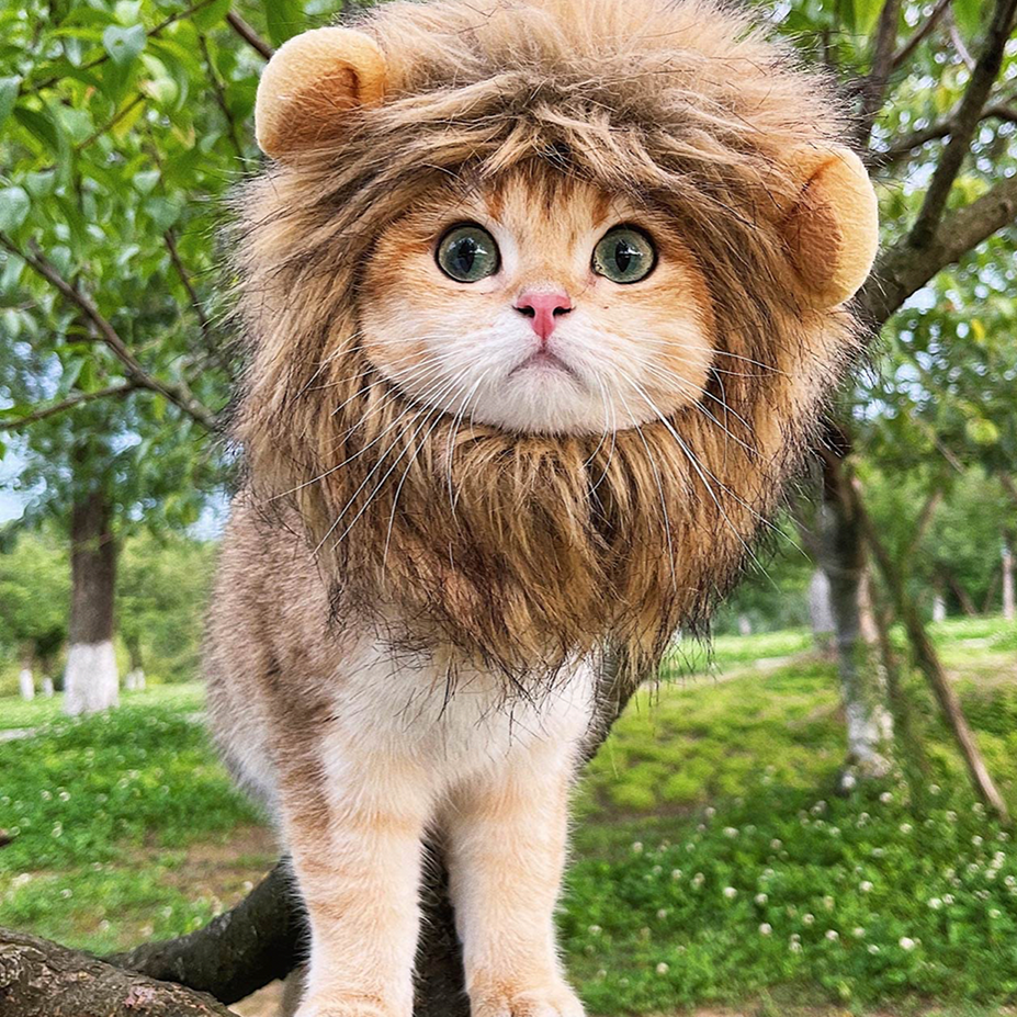 pictures of kittens in costumes