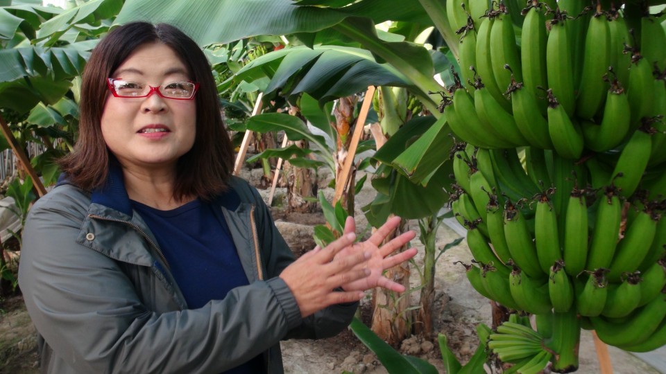 bonnie sallee recommends okinawa banana show pic