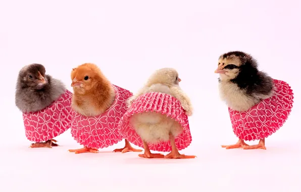 caitlyn craft recommends chickens in skirts pic