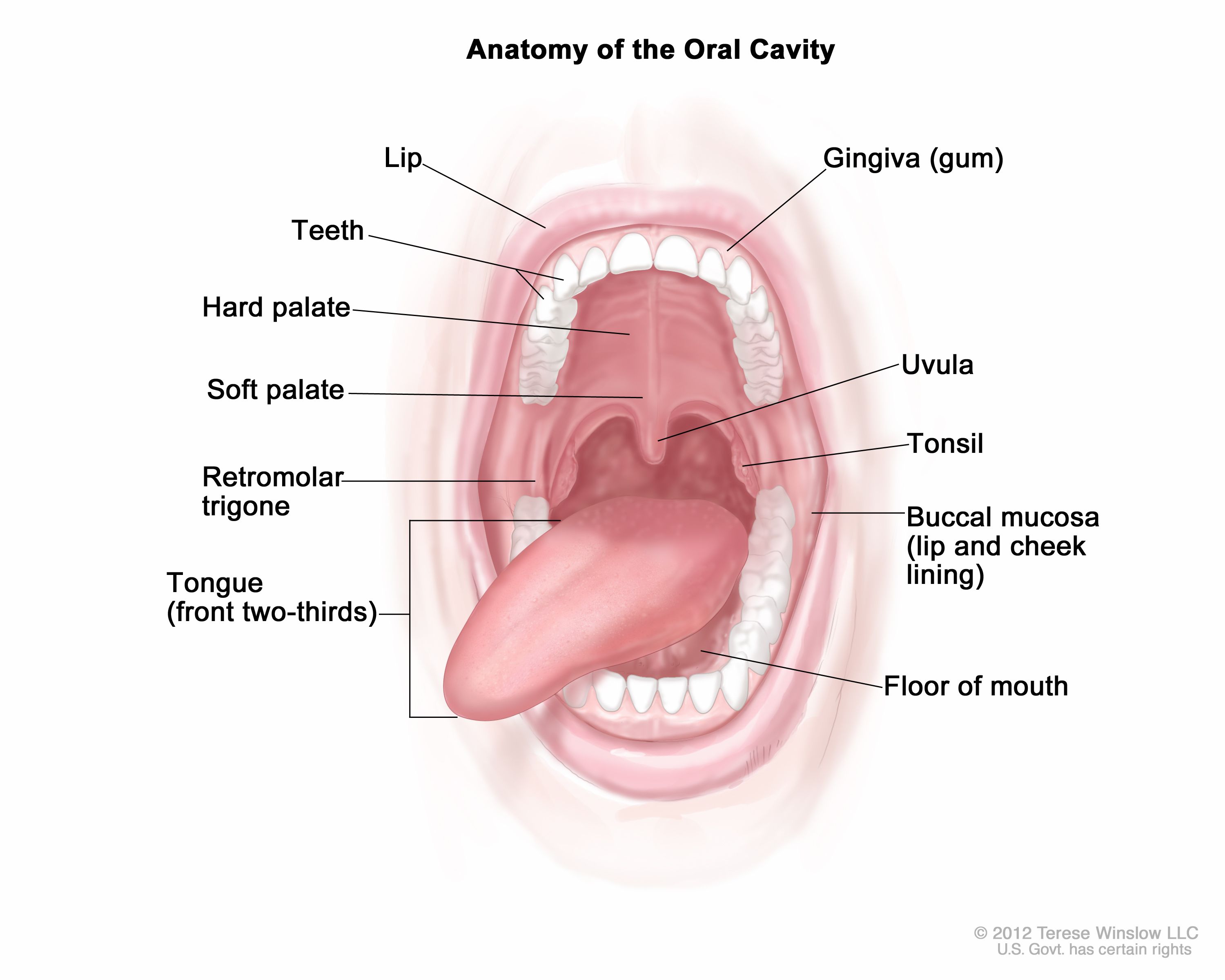 cyril von cuizon recommends what is an oral bottom pic