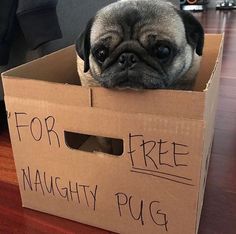 david e wood recommends Are Black Pugs Naughtier