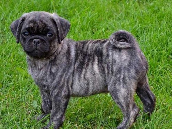 Best of Are black pugs naughtier