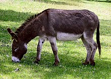 audrey st pierre share are donkey shows real photos