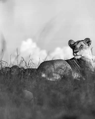 bintou banjul recommends Lioness In The Rain Tumblr