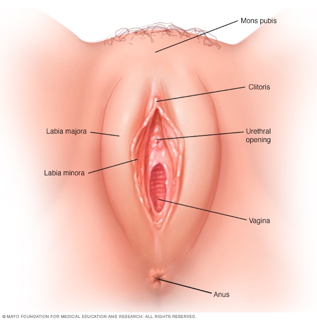 Woman Vagina Picture tits midgetporn