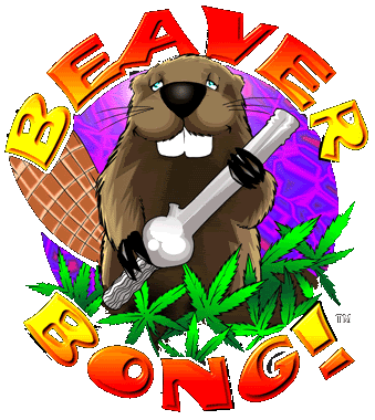 beaver bong for sale