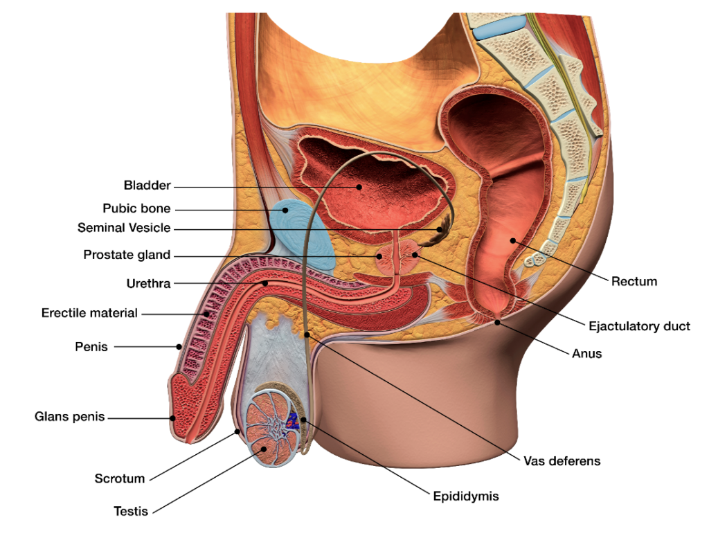 abdulla jamsheer recommends how to go deeper anal pic