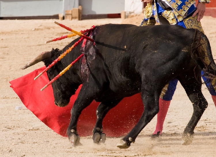 carol luxton recommends bull fights gone bad pic