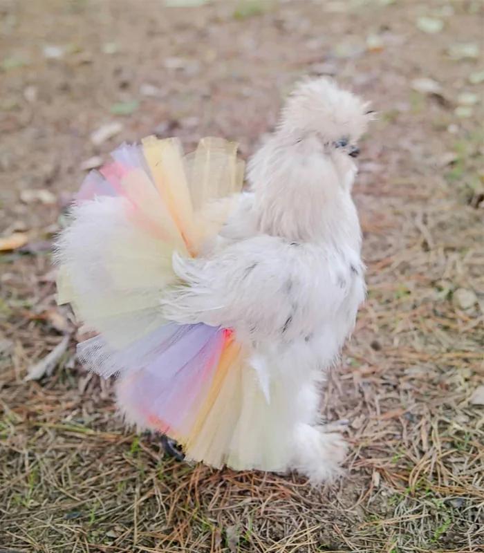 alan pointon recommends chickens in skirts pic